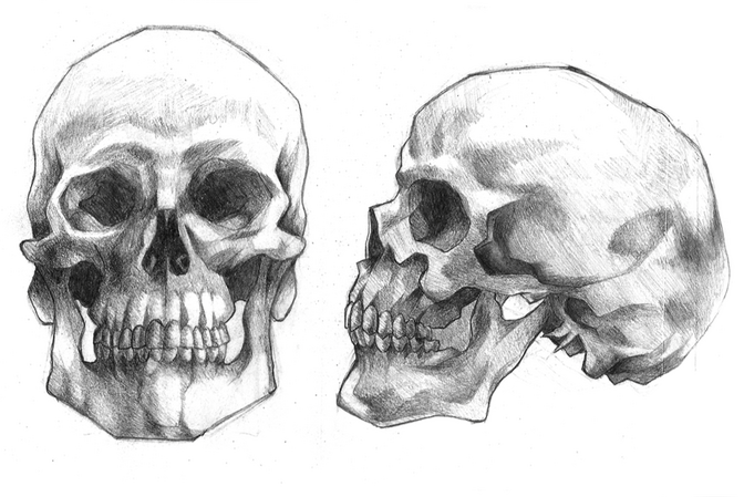 Skull Anatomy Practice